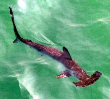 17 more sharks sighted off Tottori beaches